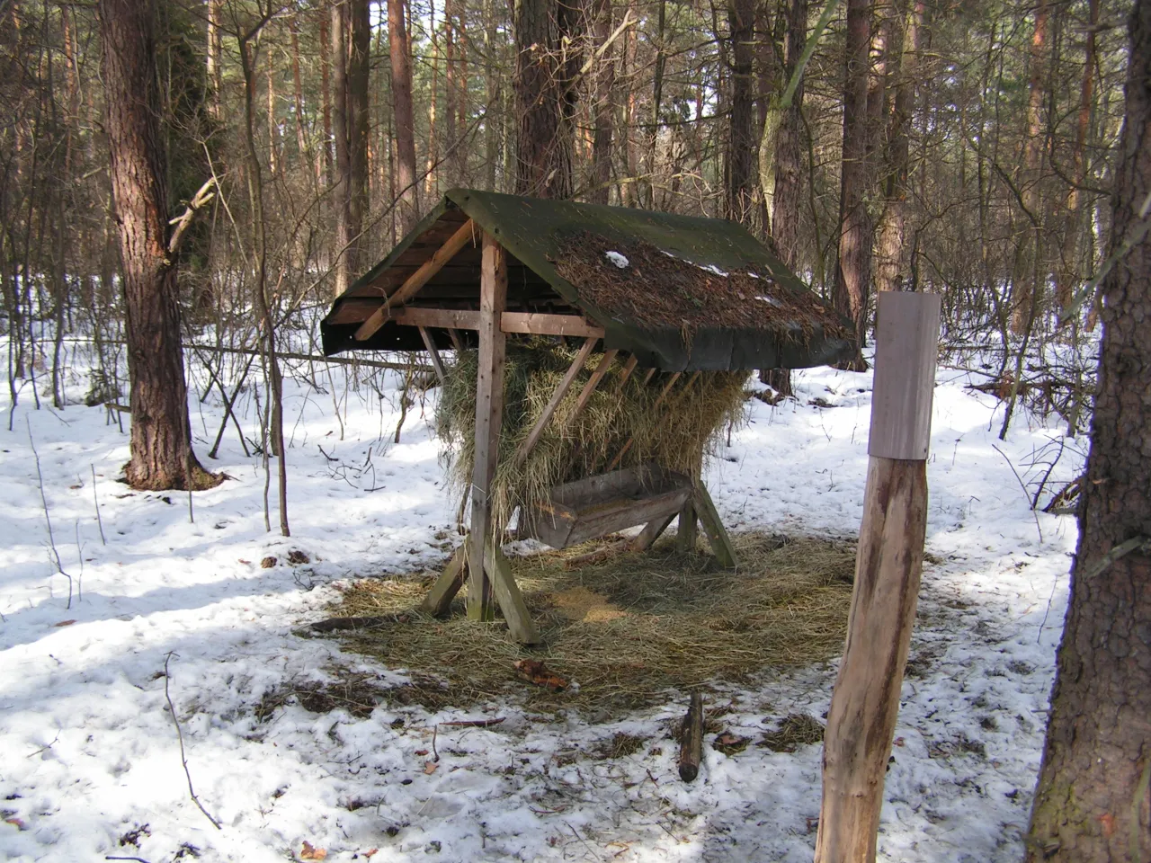 Drewniana paśnik pełen siana w zimowym lesie. Czy myśliwi dokarmiają zwierzęta?