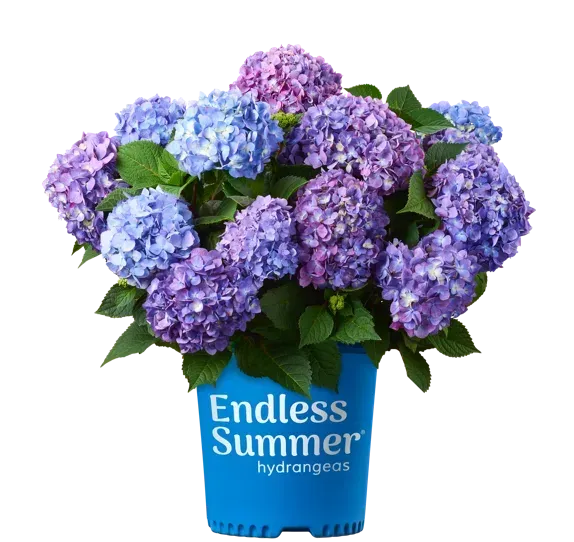 hortensja endless summer kwitnienie