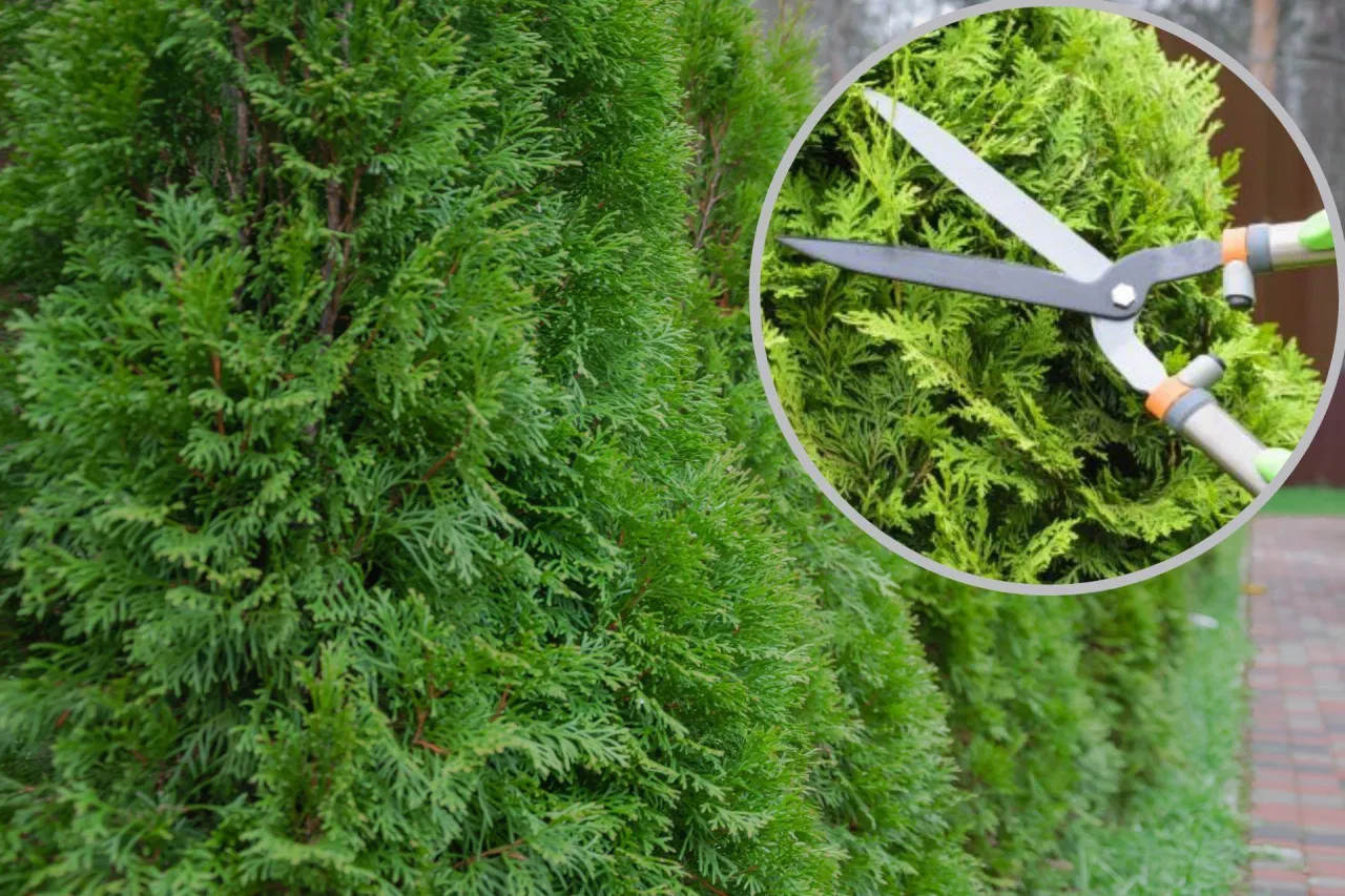 Kalendarz cięcia tui