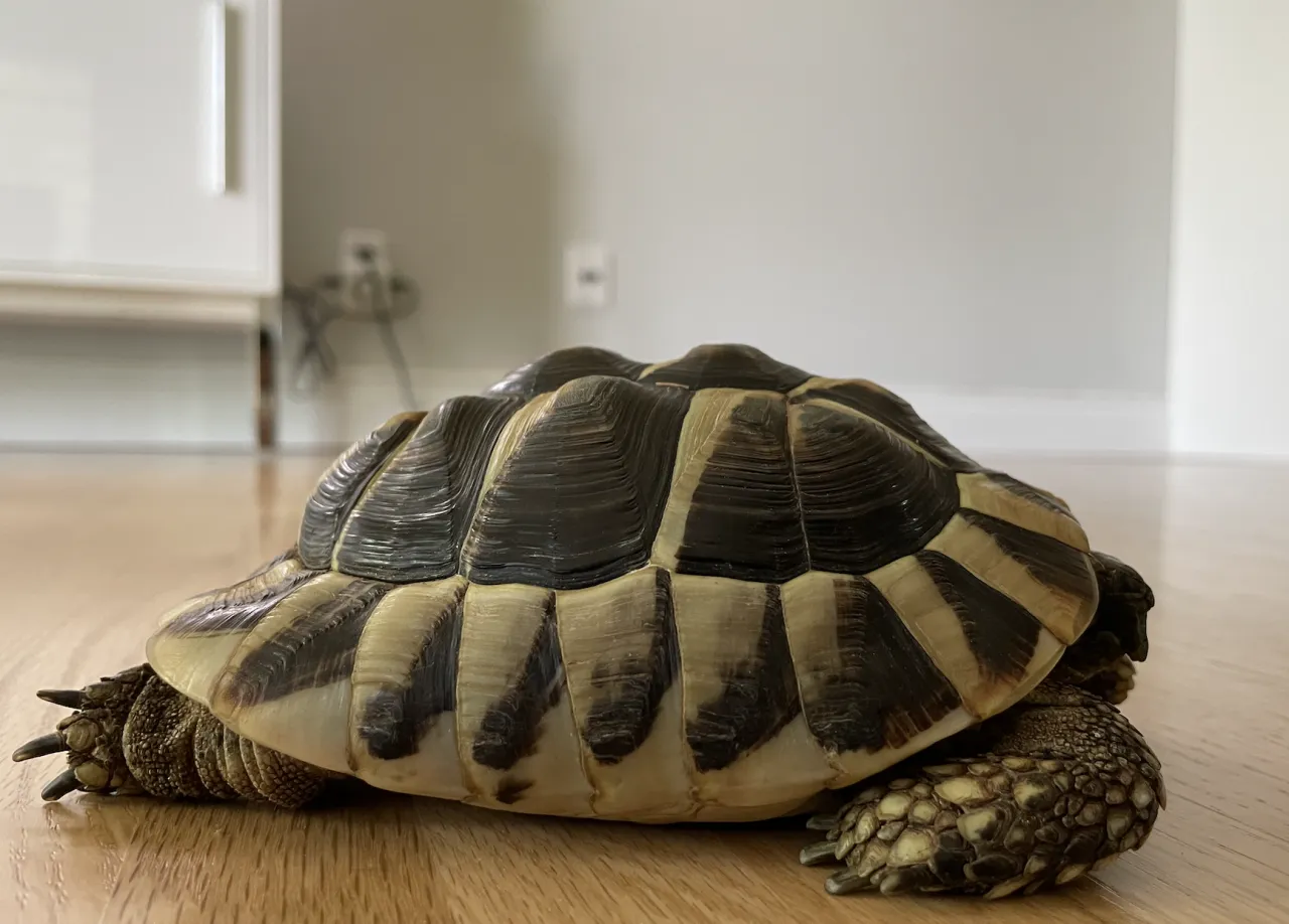 żółw lądowy z piramidyzacją pancerza