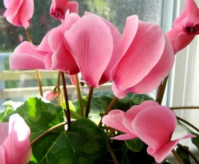 rośliny kwitnące storczyki skrzydłokwiaty róże