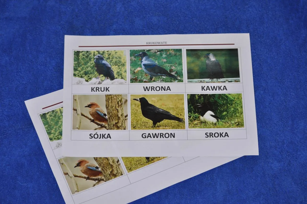 różnice w rozmiarze kruk gawron kawka porównanie