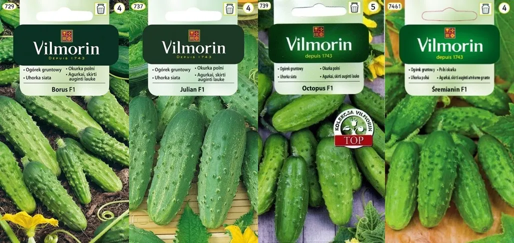 jak wybrać ogórki do kiszenia