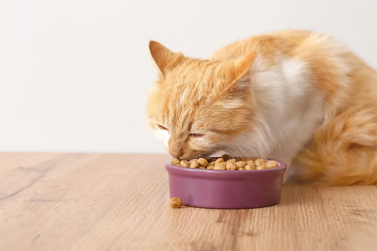 skład karmy dla kociąt junior, etykieta karmy dla kota