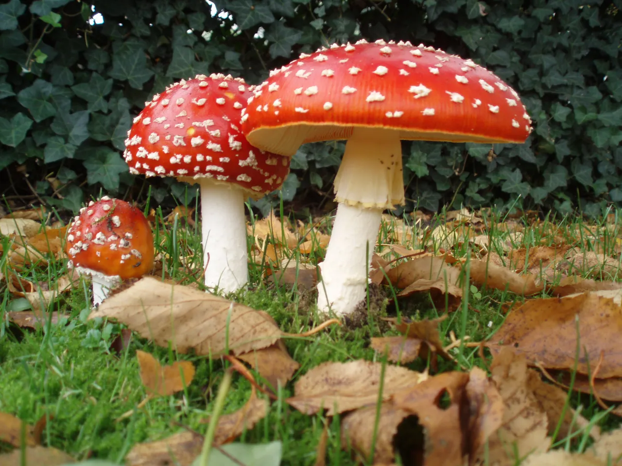 Muchomor czerwony Amanita muscaria