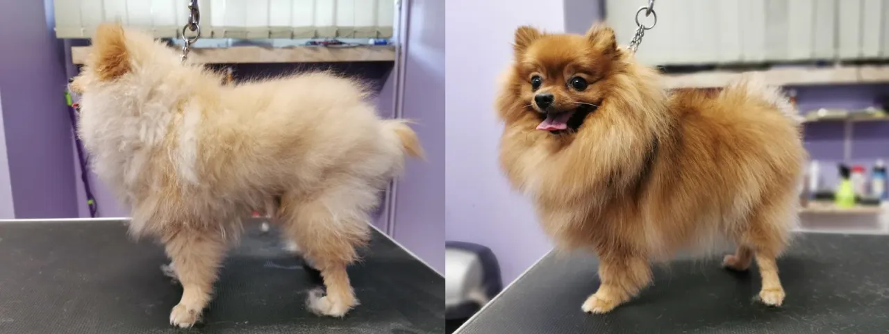 Pomeranian przed i po nieprawidłowym strzyżeniu