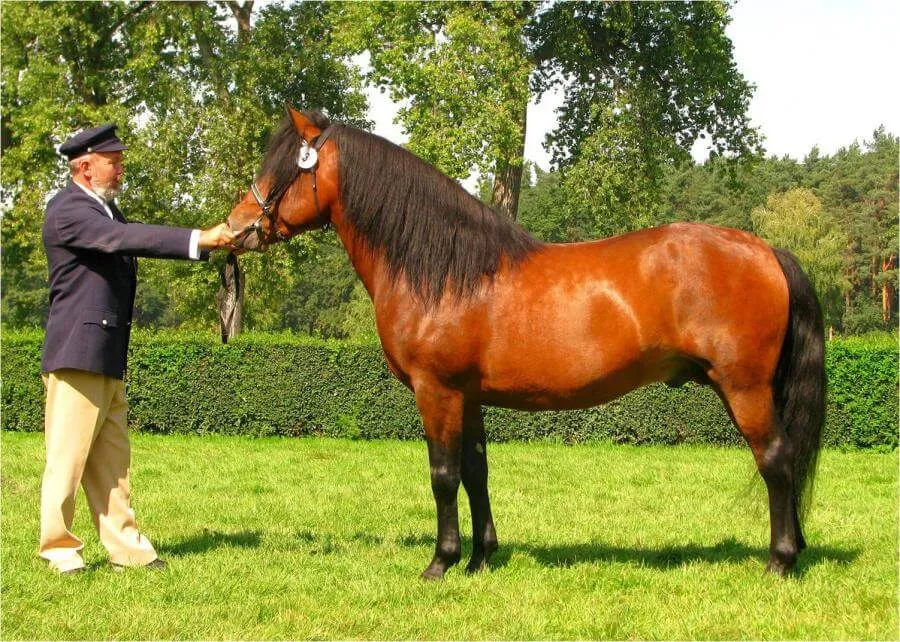 Różne rasy koni w Polsce, konie małopolskie, hucuły, konie fryzyjskie