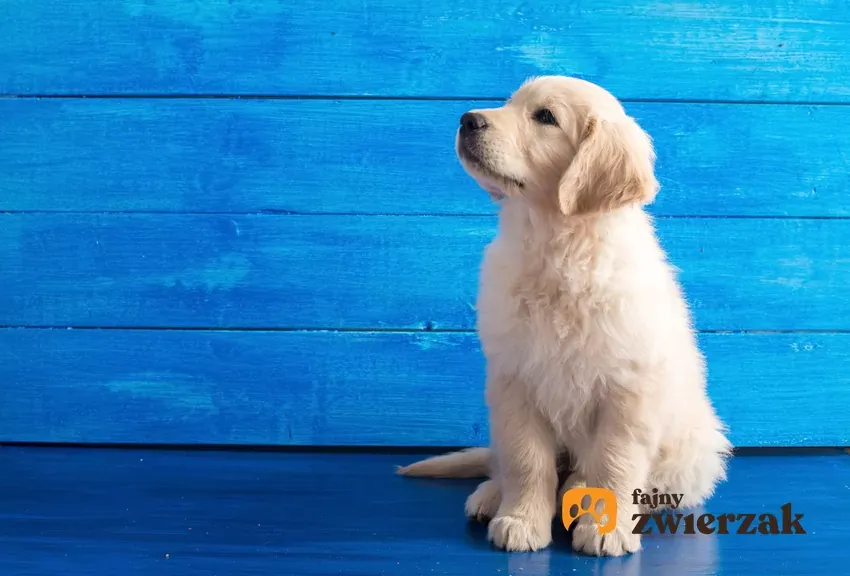 szczeniak golden retriever u weterynarza