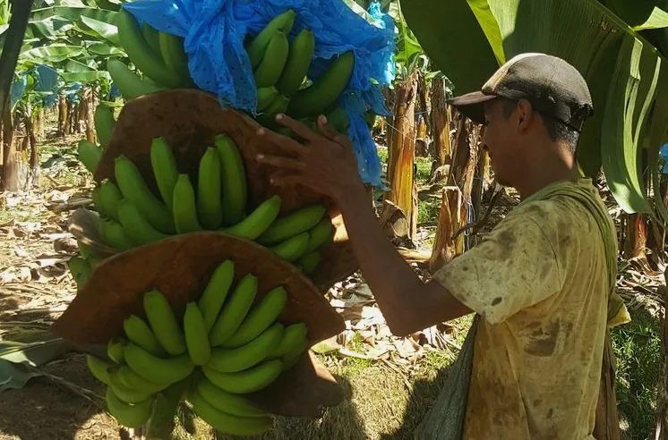 plantacja bananów Kostaryka ekoturystyka