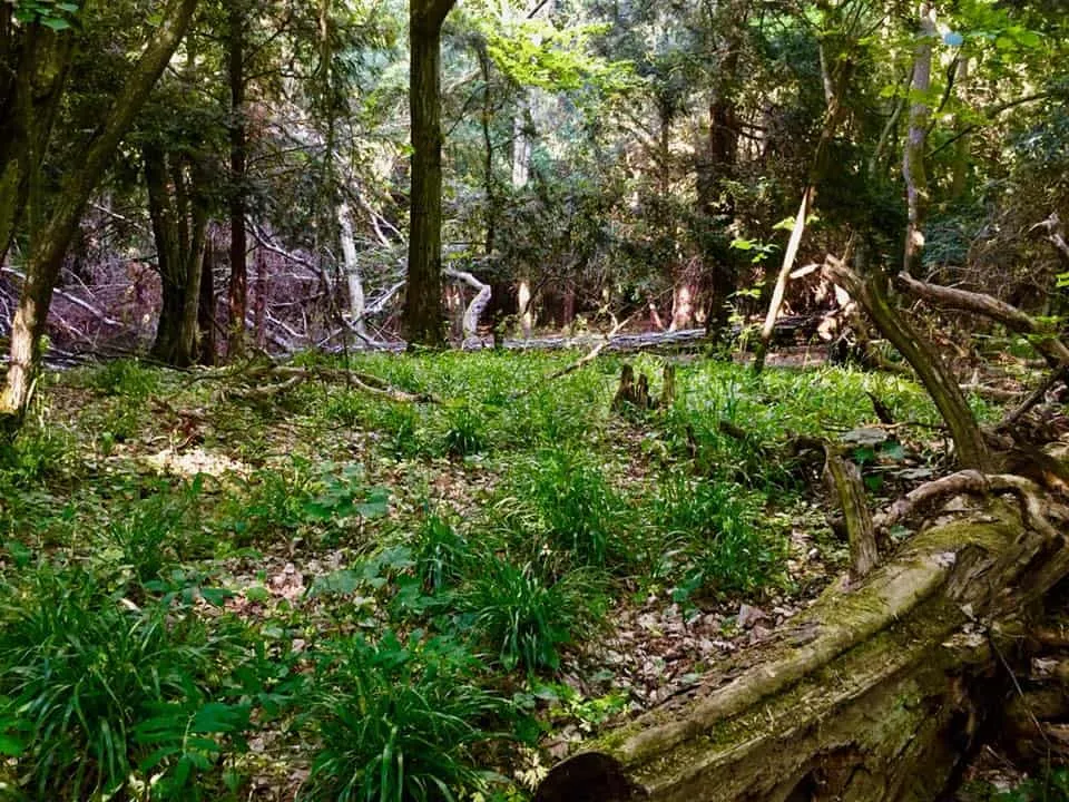 Rezerwat Cis&oacute;w Staropolskich w Wierzchlesie