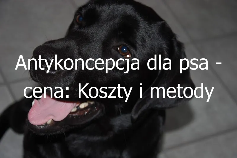 Zdjęcie Ile kosztuje zastrzyk antykoncepcyjny dla psa? Sprawdź ceny i opcje