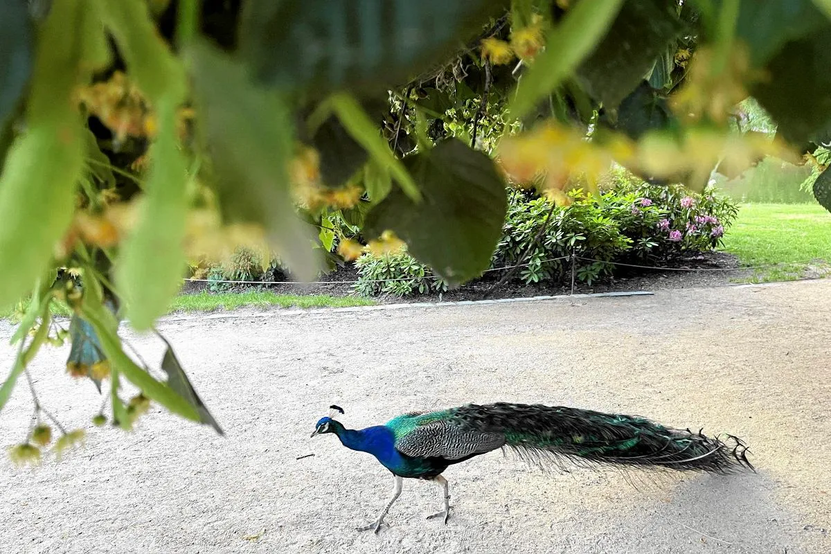 Ogrody Łazienki Królewskie pawie