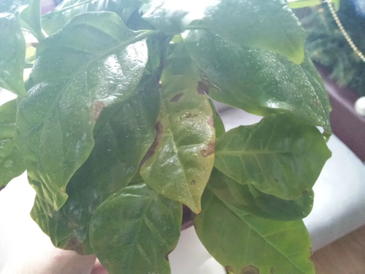 choroby kawy w doniczce