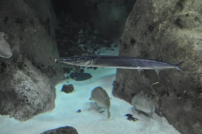 Życie w Bałtyku na różnych głębokościach