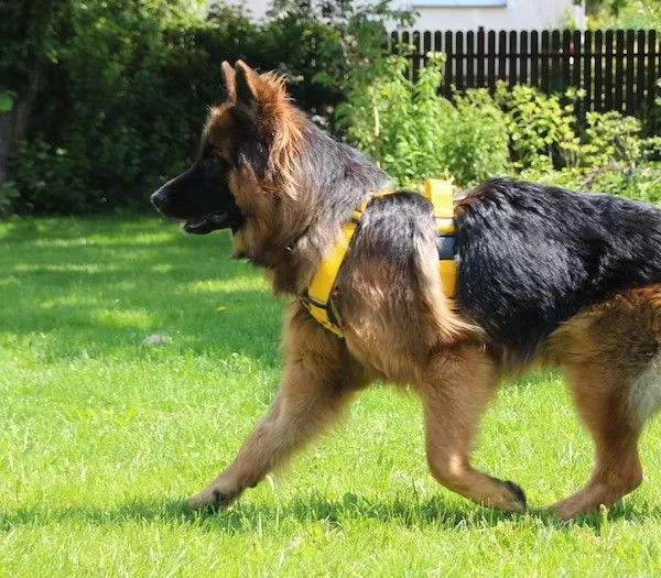 Akcesoria dla owczarka niemieckiego wyprawka