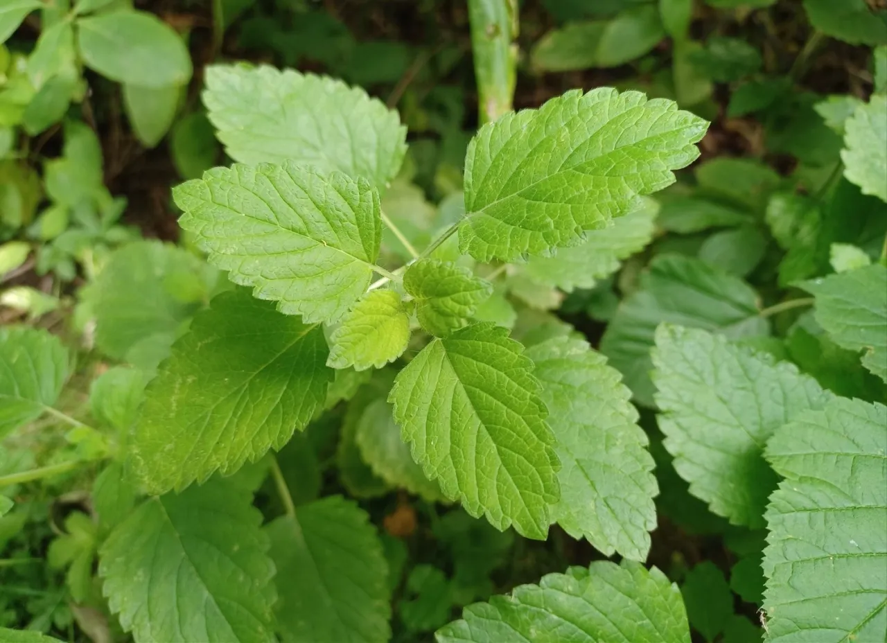 Przycinanie melisy dla gęstego wzrostu