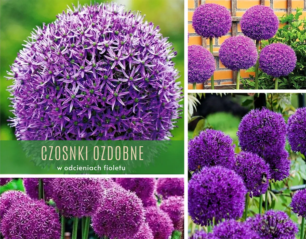 r&oacute;żne odmiany czosnku ozdobnego w ogrodzie