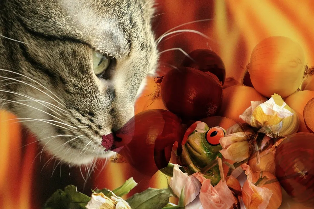Kot wącha cebule, zastanawiając się, czy koty mogą jeść warzywa. Obok żaba i czosnek.