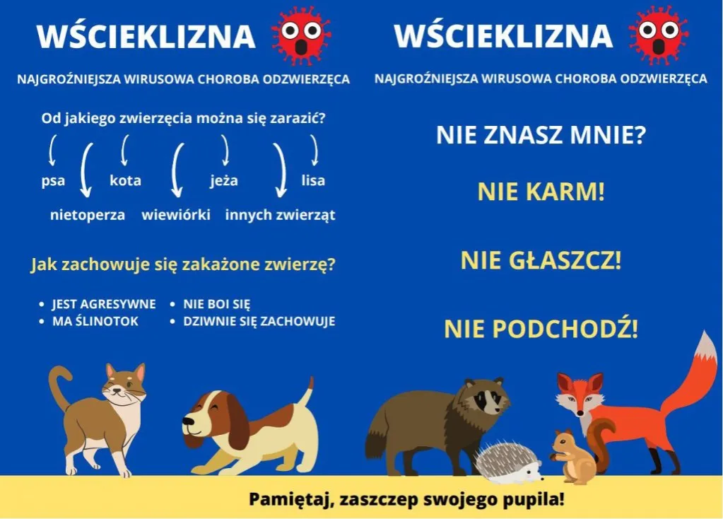 objawy wścieklizny u psa infografika