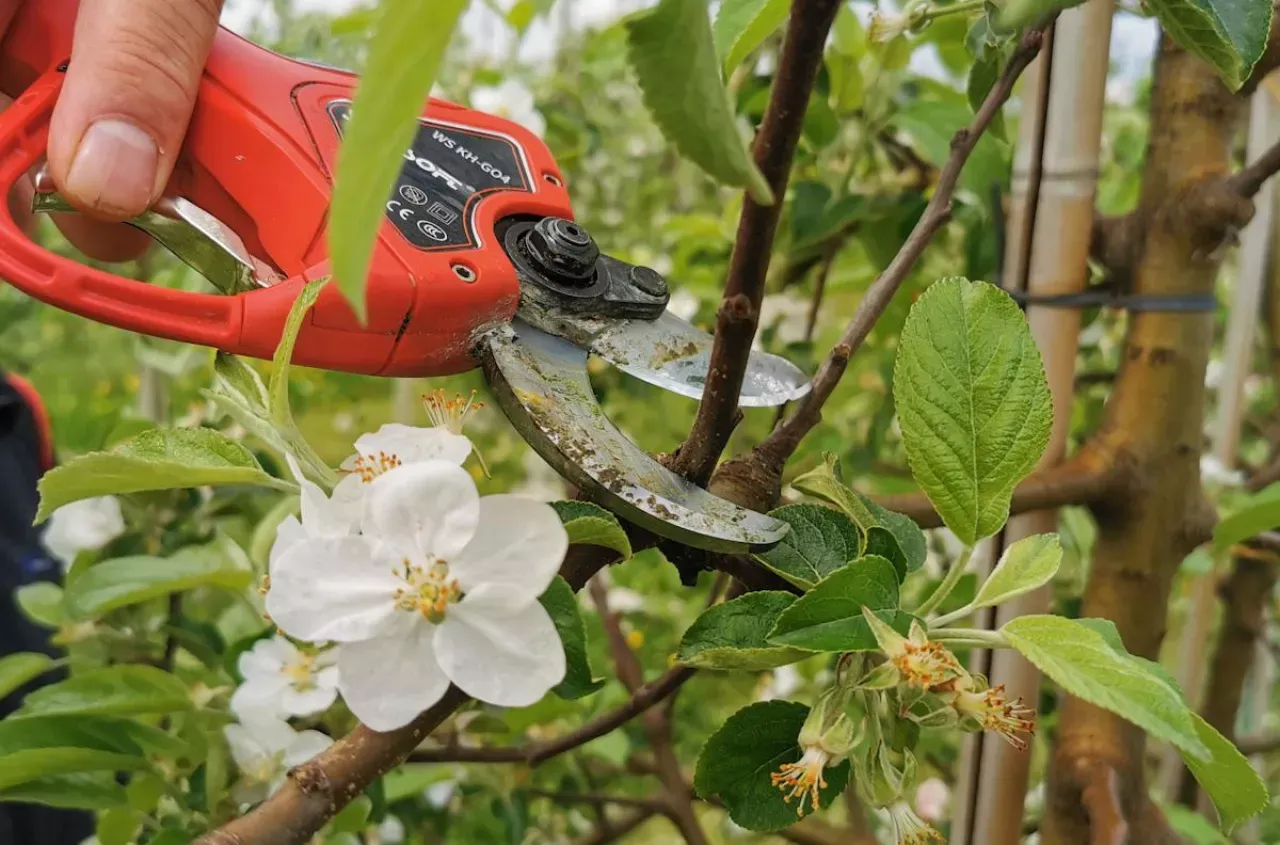 Przycinanie jabłoni może być kluczem do odpowiedzi na pytanie, dlaczego jabłoń nie kwitnie. Czasem zbyt gęste gałęzie blokują słońce.