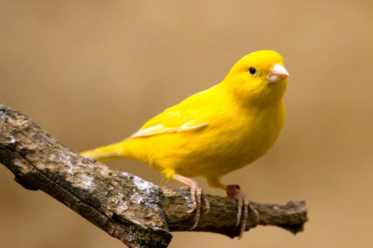 kanarek z chrypką objawy