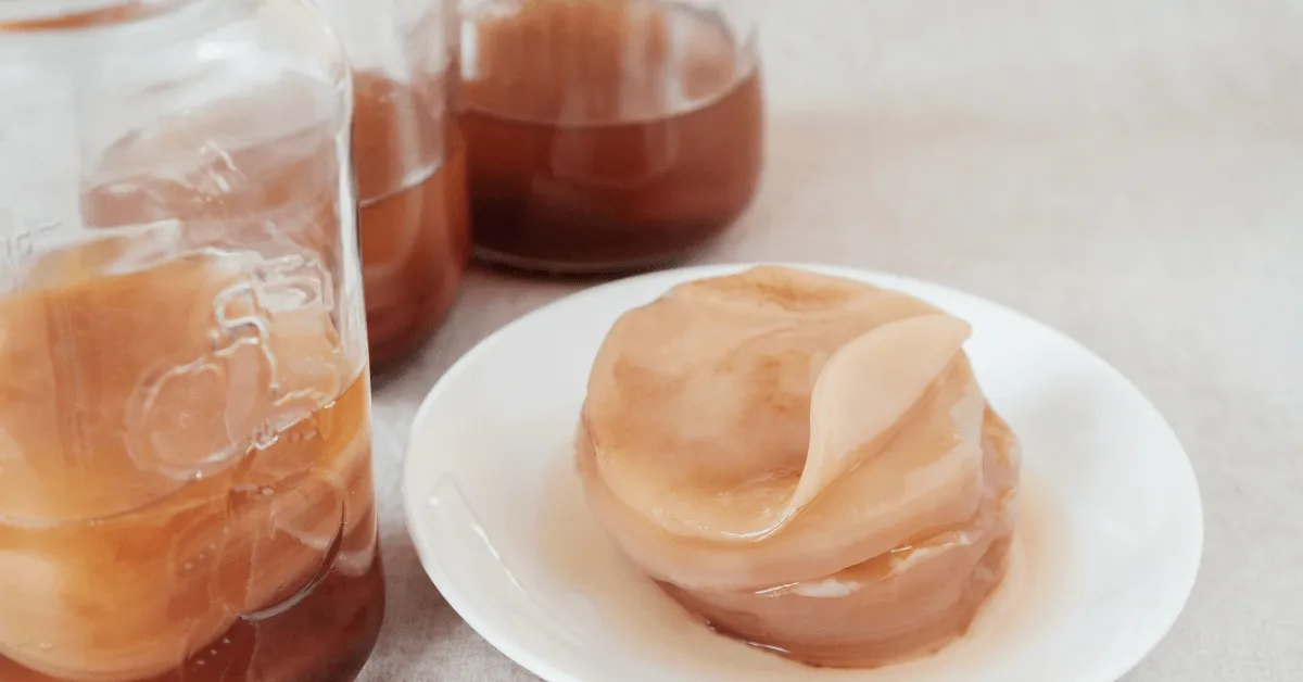 SCOBY kombucha z bliska