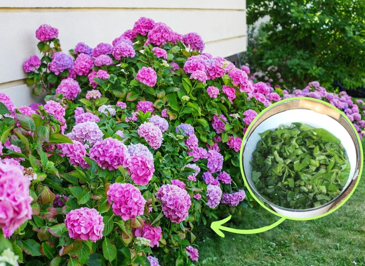 Zdjęcie Jakie nawozy pod hortensje zapewnią zdrowe kwiaty i intensywne kolory