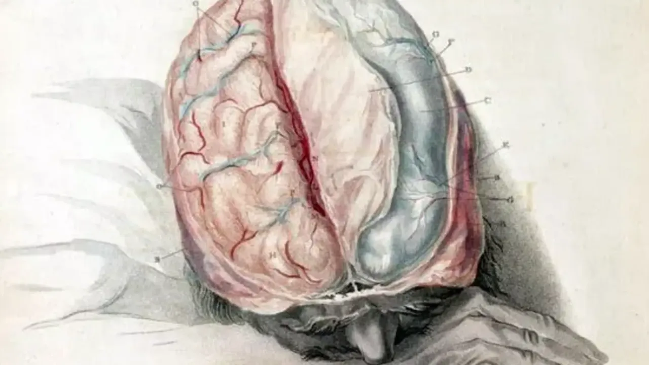 schemat mózgu i hormonów stresu