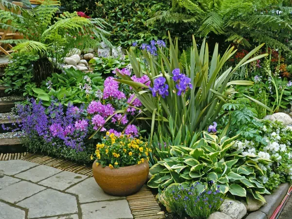 Rośliny do cienia przy chodniku