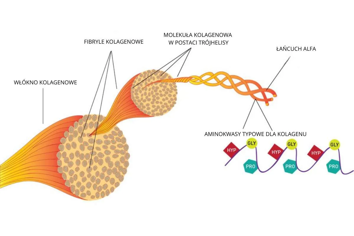 struktura kolagenu liofilizowanego i hydrolizowanego