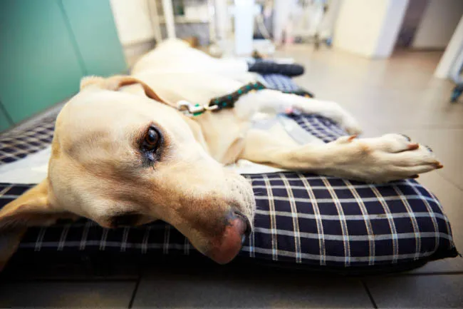 pies objawy odwodnienia