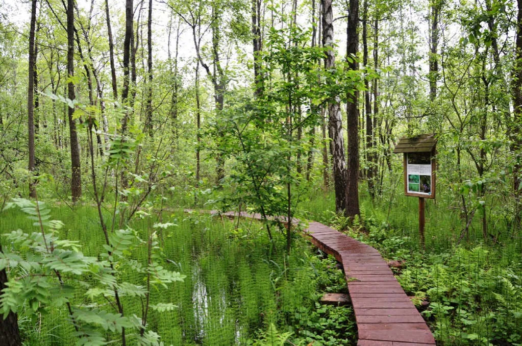 Poleski Park Narodowy ścieżka przyrodnicza