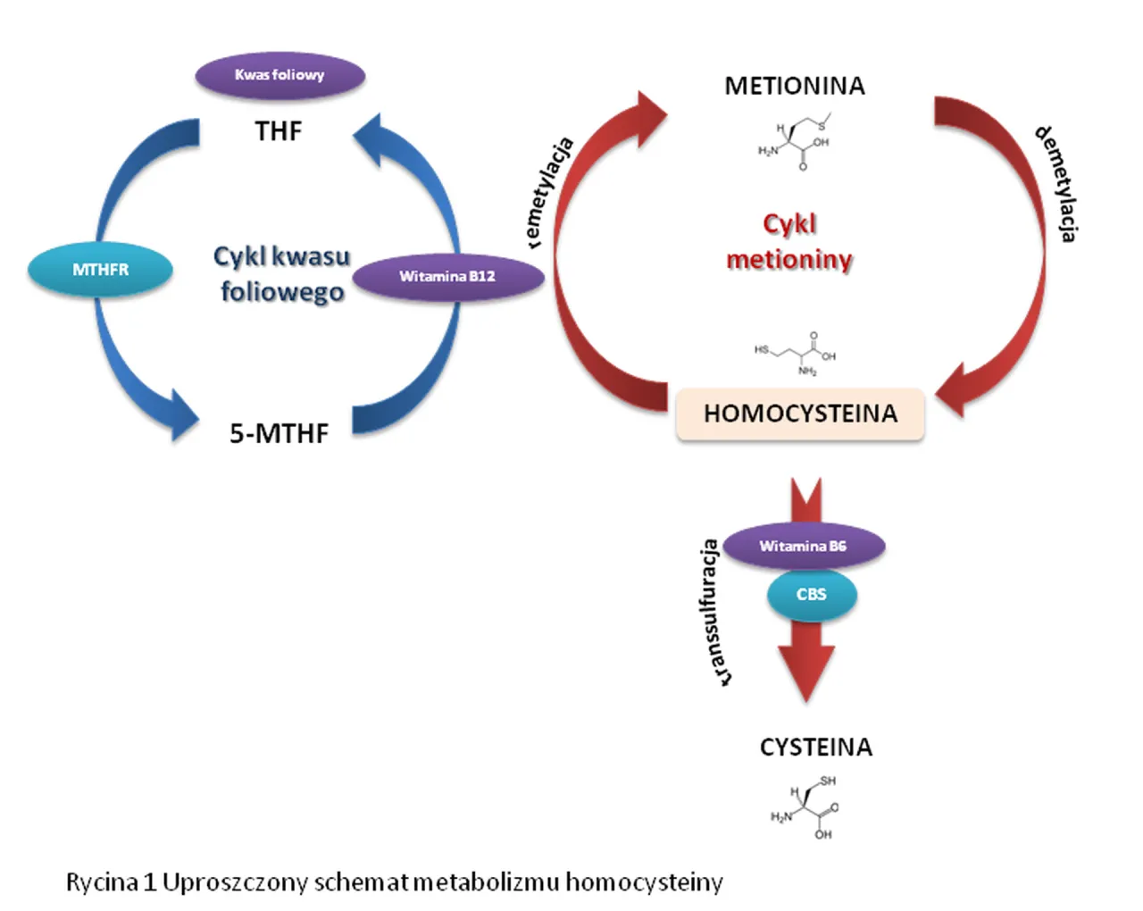 przyczyny wysokiej homocysteiny infografika