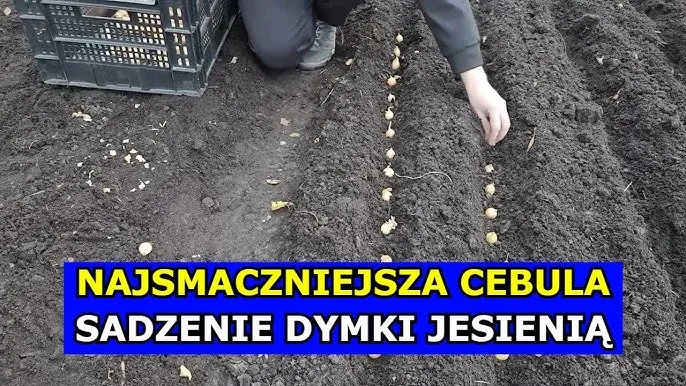 sadzenie cebuli dymki jesienią