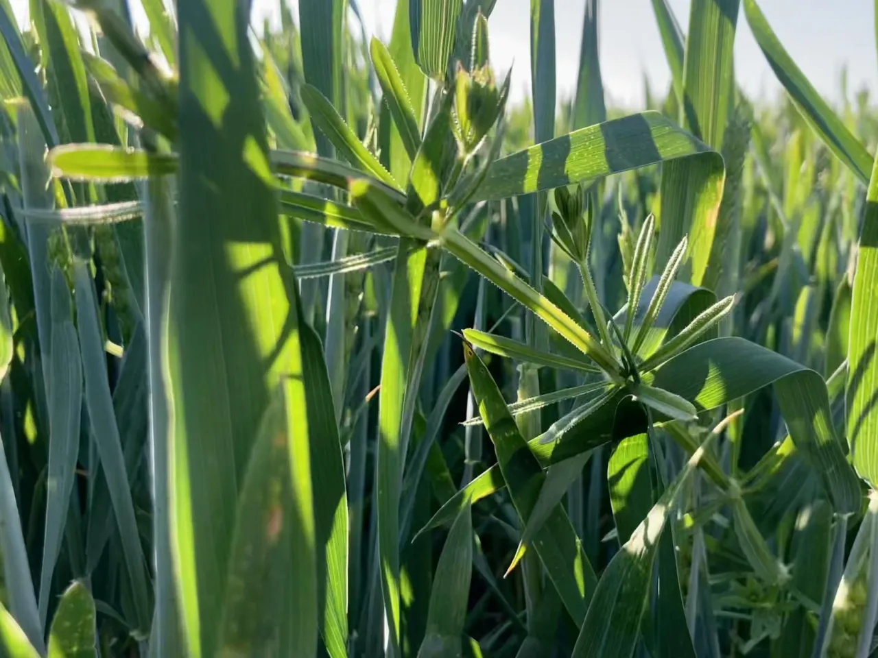 Szkodliwość chwast&oacute;w w życie