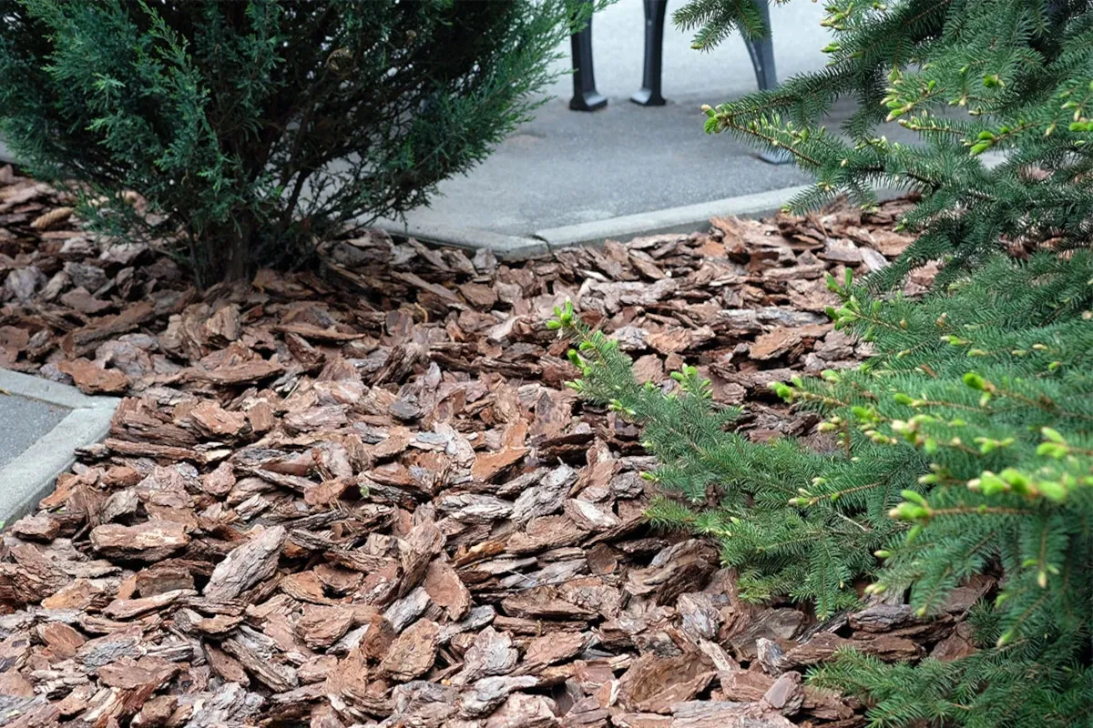 Ogr&oacute;d z roślinami okrywowymi