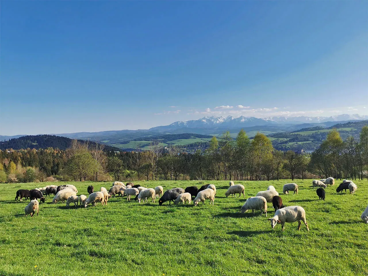 owce na hali górskiej oscypek