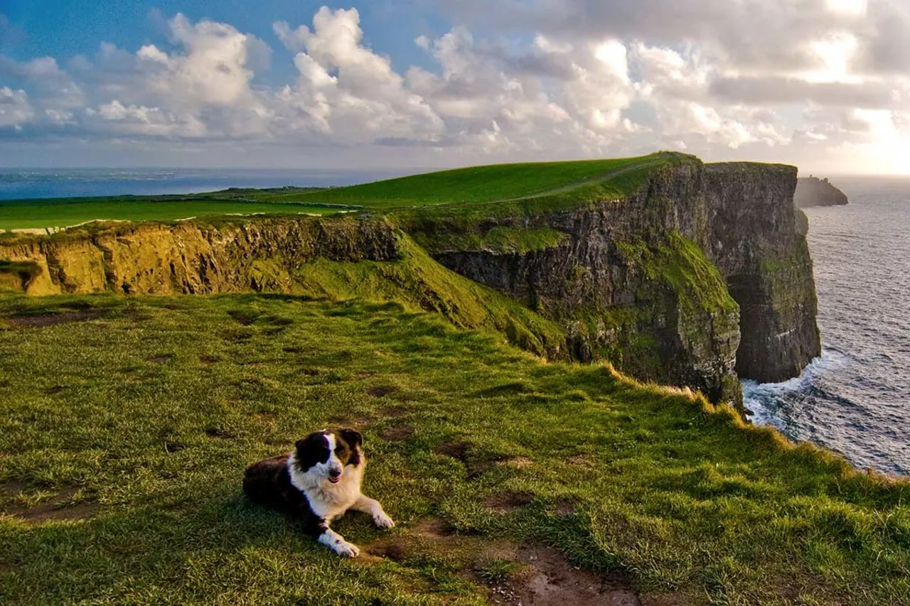 Pies na tle klif&oacute;w Moheru, wspaniałe miejsce, by zobaczyć, co zwiedzić w Irlandii.