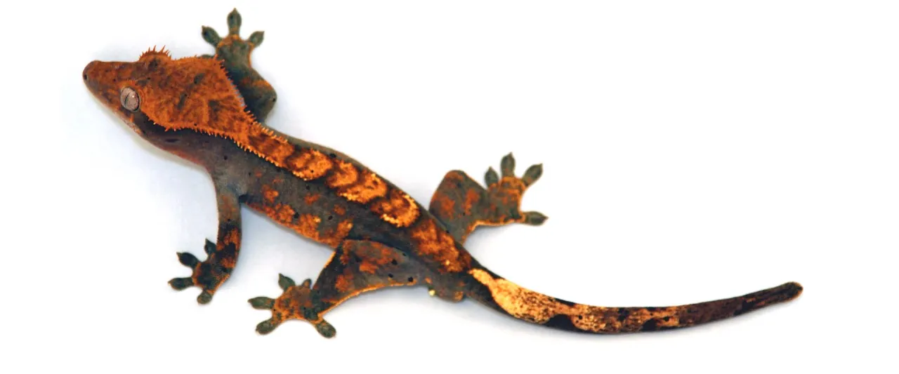 terrarium dla gekona orzęsionego wyposażenie