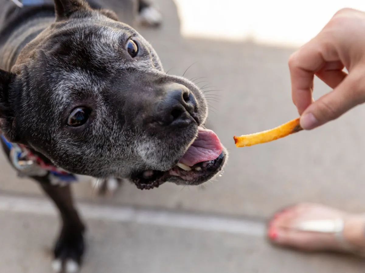 Pies patrzy na frytki z ciekawości