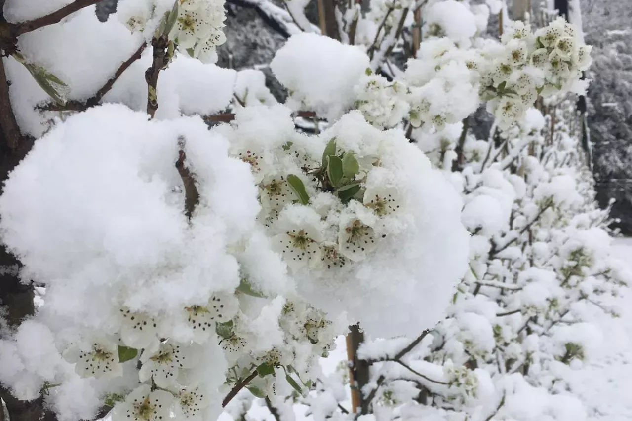 Kiedy kwitną jabłonie, a spadł niespodziewany śnieg. Delikatne białe kwiaty pokryte są grubą warstwą puchu.