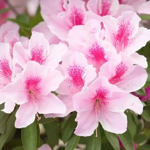 Zdjęcie Jak długo kwitnie rododendron? Czas trwania kwitnienia i porady
