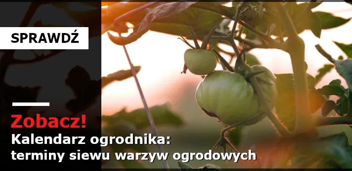 Zdjęcie Kiedy siać warzywa na rozsady, aby uniknąć błędów i zyskać plony