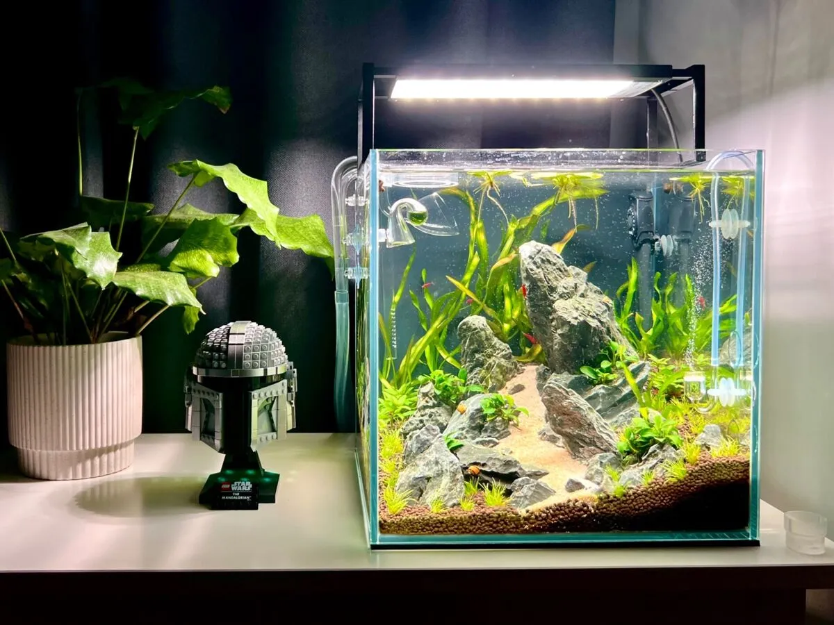 Ryby nieodpowiednie do małego akwarium