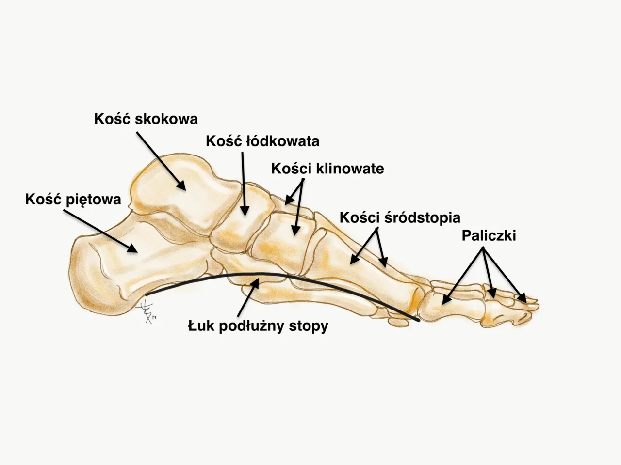 anatomia stopy, łuk podłużny stopy