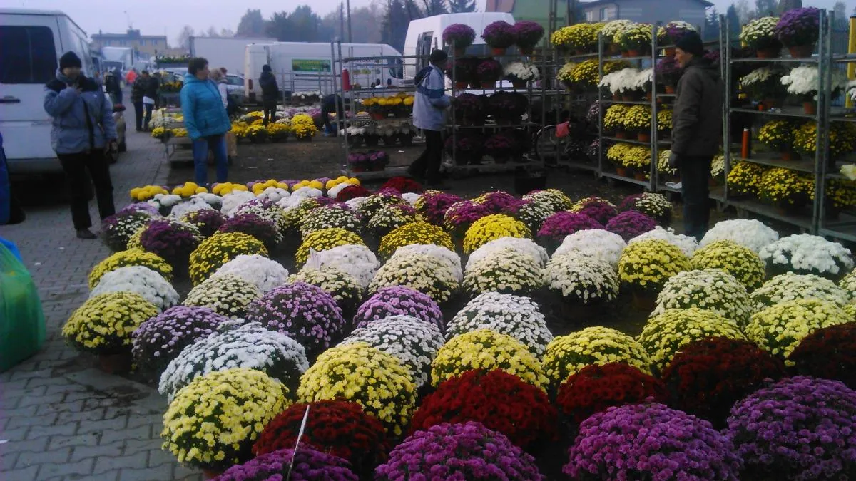 Giełda kwiatowa Częstochowa, ruch na giełdzie kwiatowej