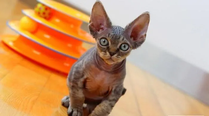 Zdjęcie Gdzie znaleźć koty Devon Rex w Zachodniopomorskiem – najlepsze hodowle