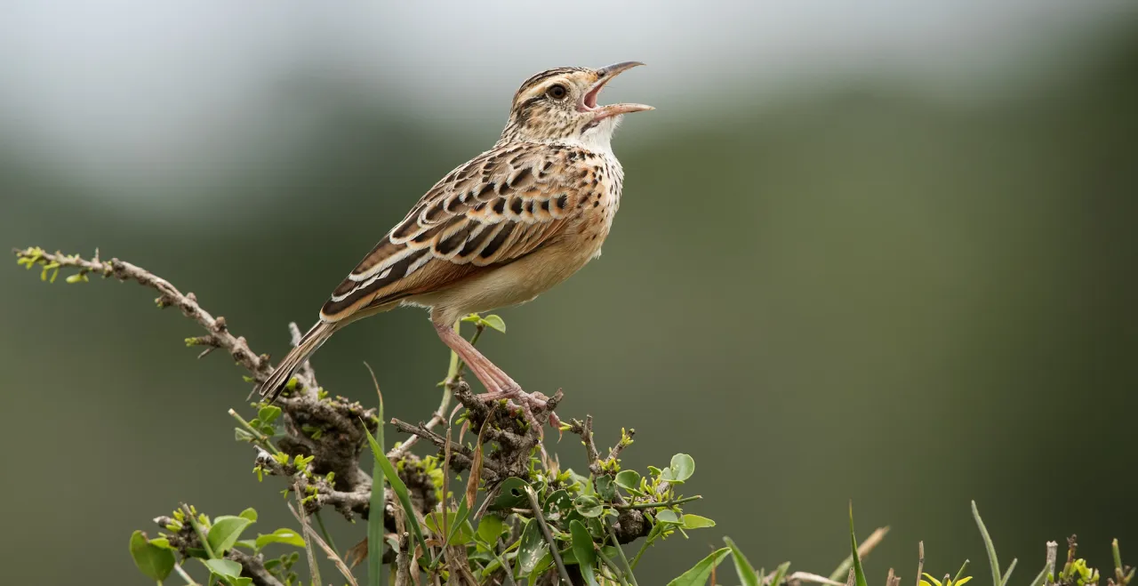 ptaki szukające naturalnego pokarmu wiosną