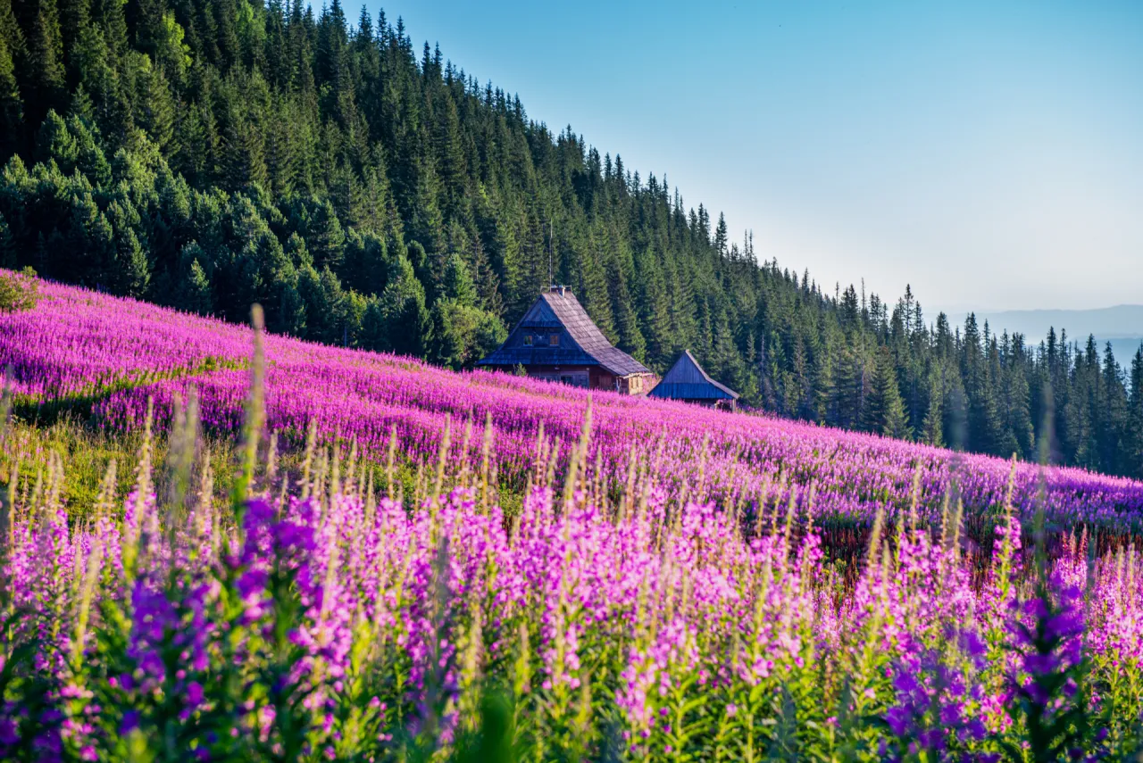 Łąka pełna fioletowych kwiat&oacute;w u podn&oacute;ża zalesionego wzg&oacute;rza, z drewnianymi chatkami. Polska najpiękniejsze miejsca.