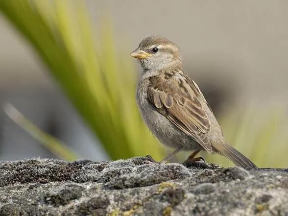 Wr&oacute;bel domowy samica